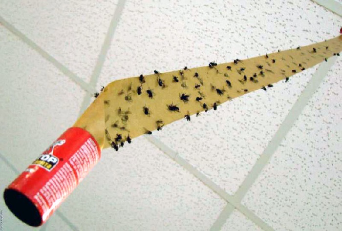 Как сделать липучку для мух в домашних условиях