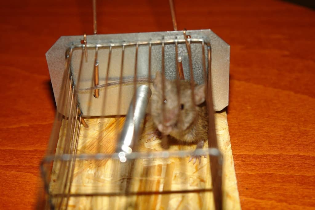 Как сделать своими руками крысоловку в домашних условиях