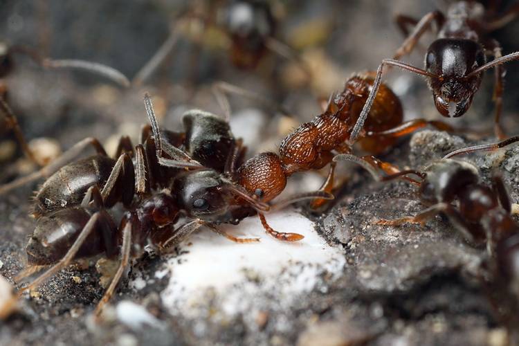 Садовые муравьи: описание, польза и вред