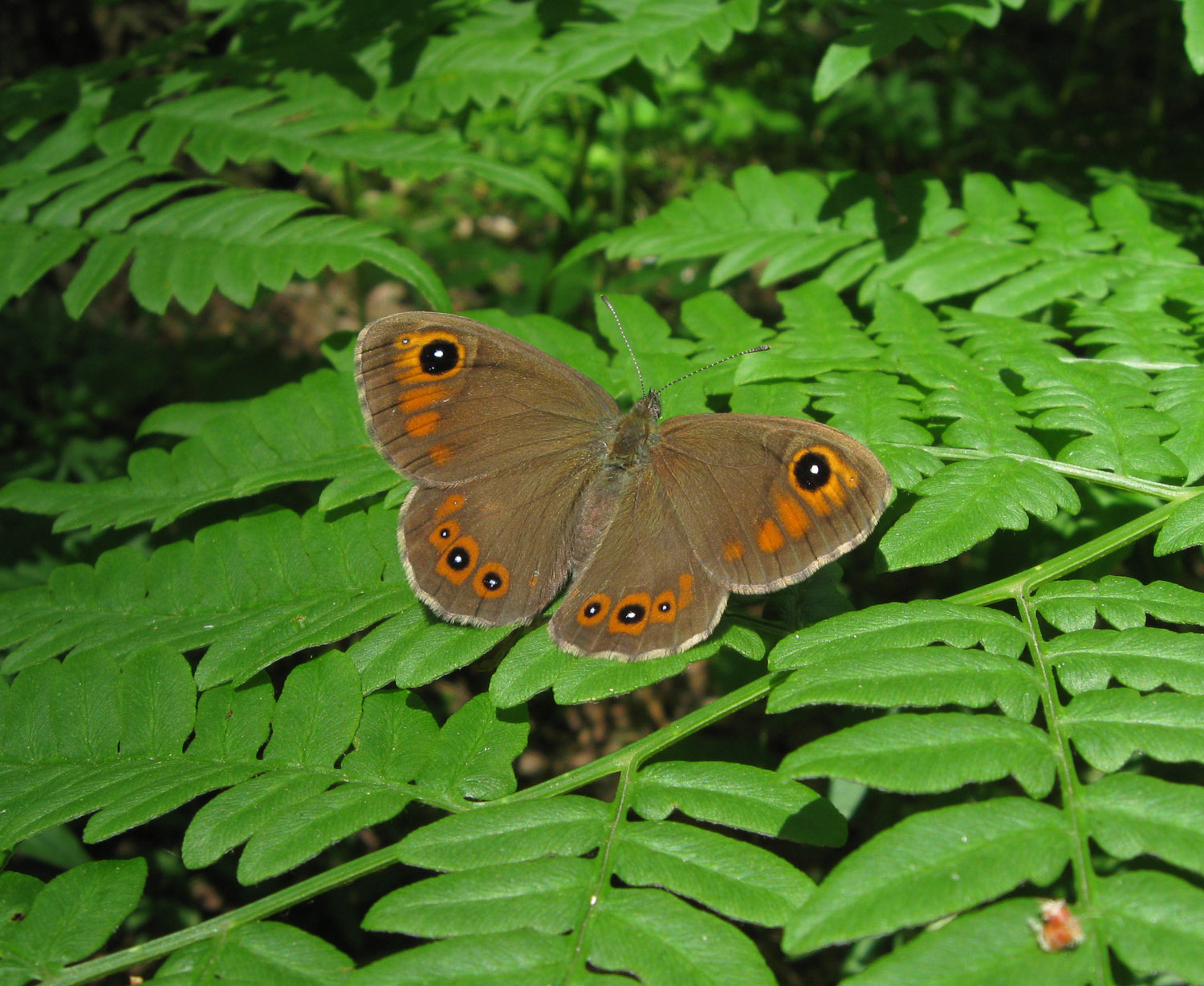 Бабочка сенница памфил - описание и фотографии