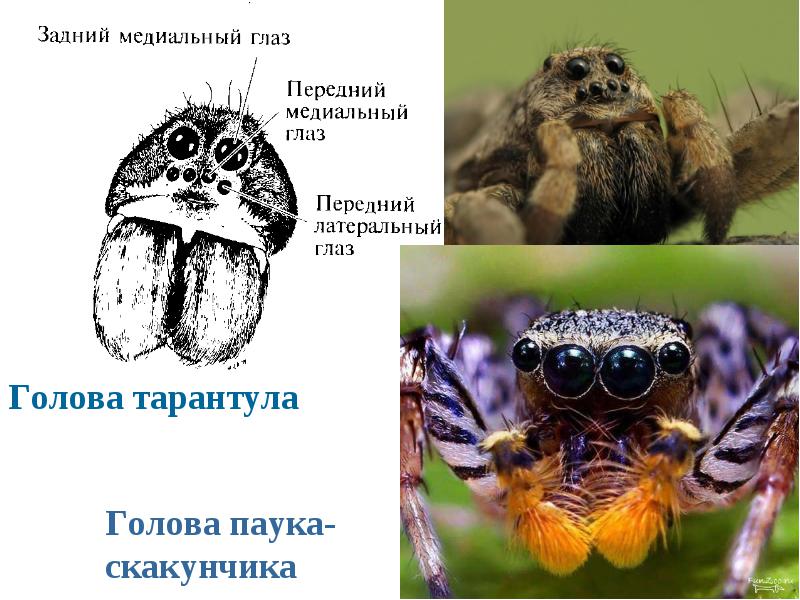 Органы осязания у пауков. Органы зрения паукообразных. Глаза паукообразных строение. Глаза пауков строение. Строение глаз паука.