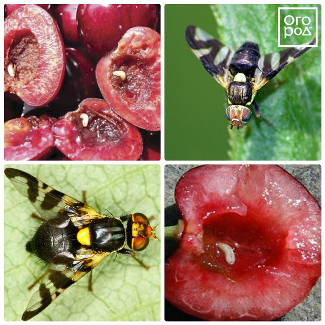 Вишнёвая муха: как бороться с вредителем, профилактика | огородники