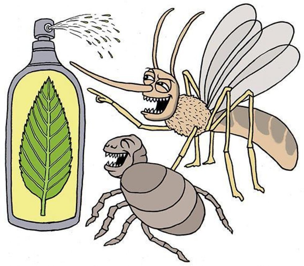 Чего боятся осы: все способы отпугнуть опасных насекомых