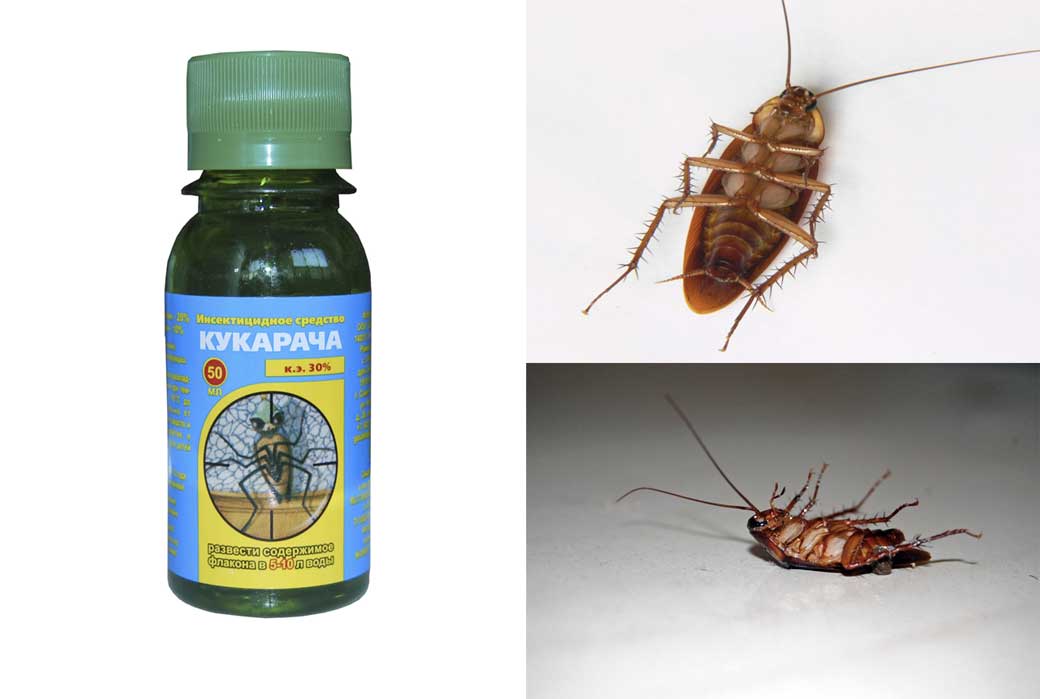 Чем эффективно травить тараканов в квартире самостоятельно: препараты и народные средства