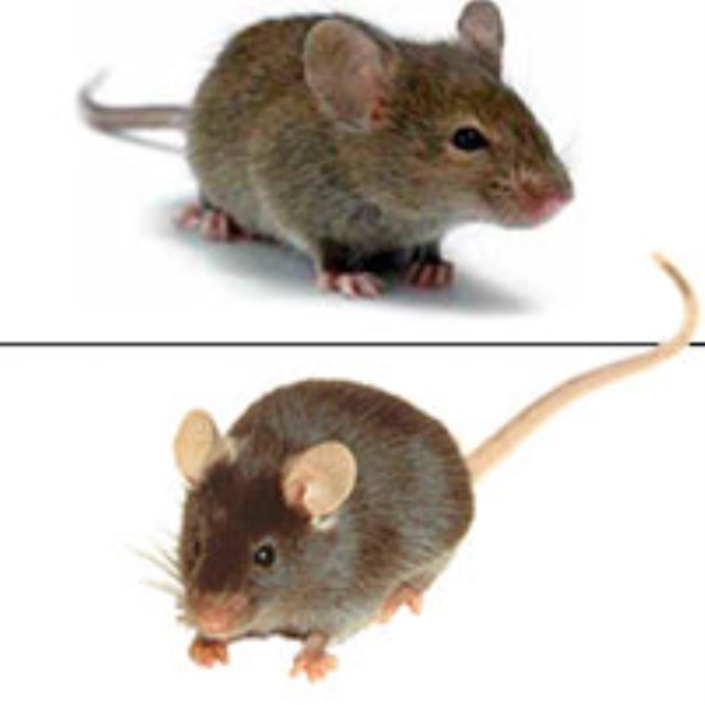 Как отличить мышь от крысы: основные признаки 2021