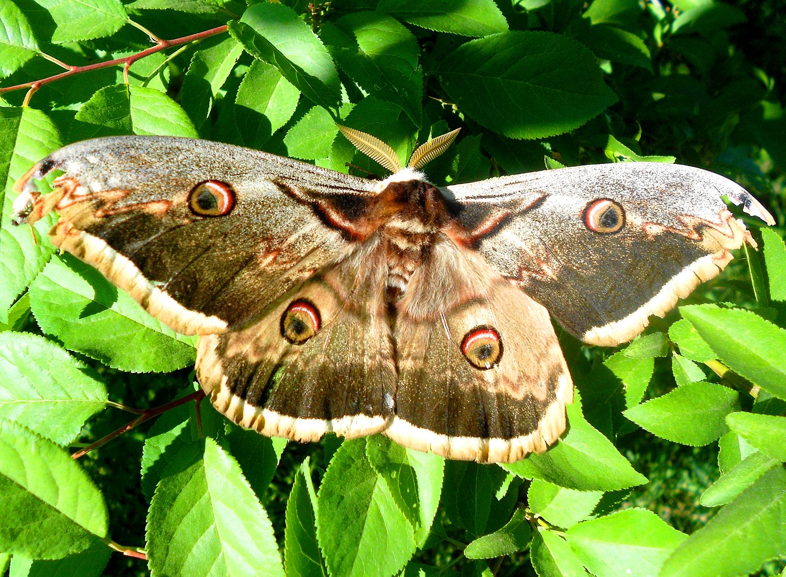 Бабочка павлиний глаз - описание, чем питается, интересные факты