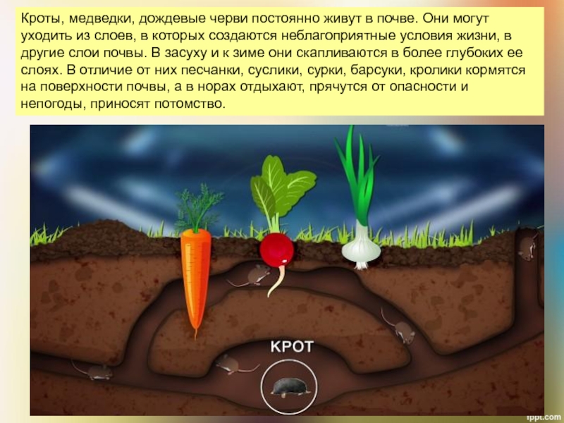 Крысы на даче, в огороде, на садовом участке и как от них избавиться