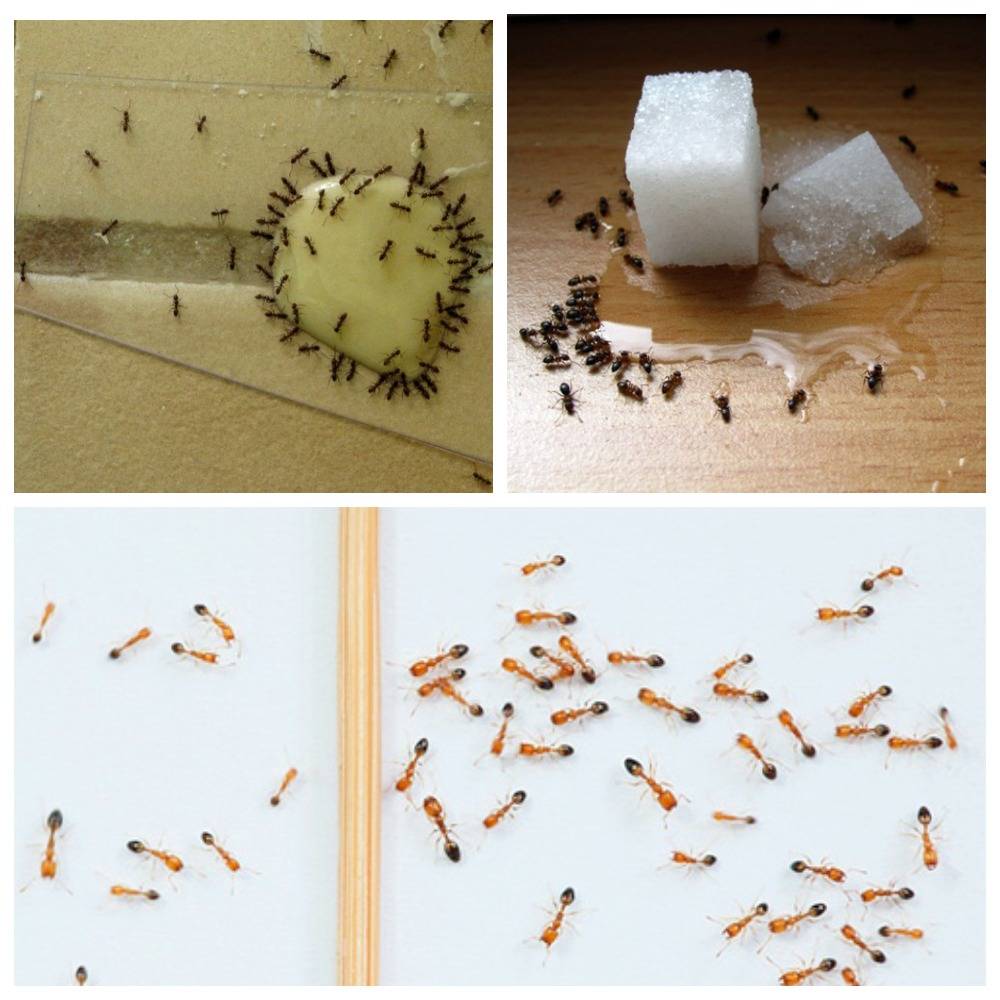 Причина появления домашних муравьёв в квартире