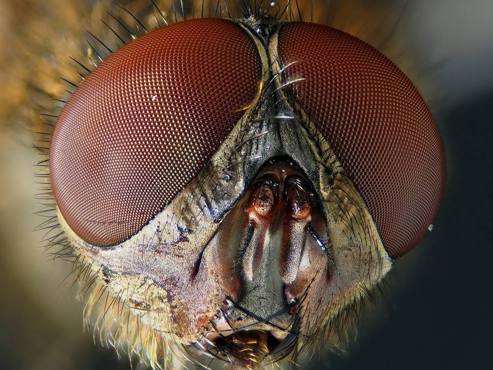Зрение насекомых | справочник пестициды.ru
