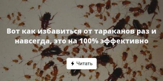 Как быстро вывести тараканов народными средствами