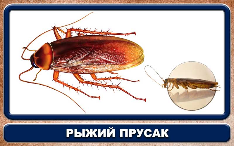 Стасики — откуда пошло такое название тараканов?