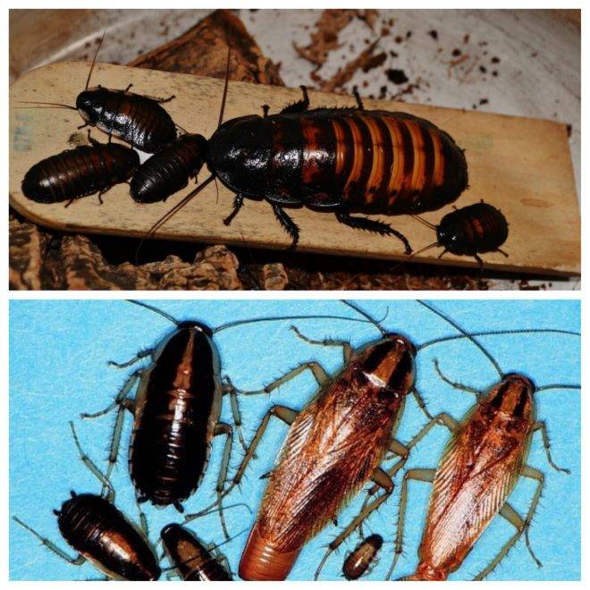 Как выглядят различные виды тараканов и как их отличать