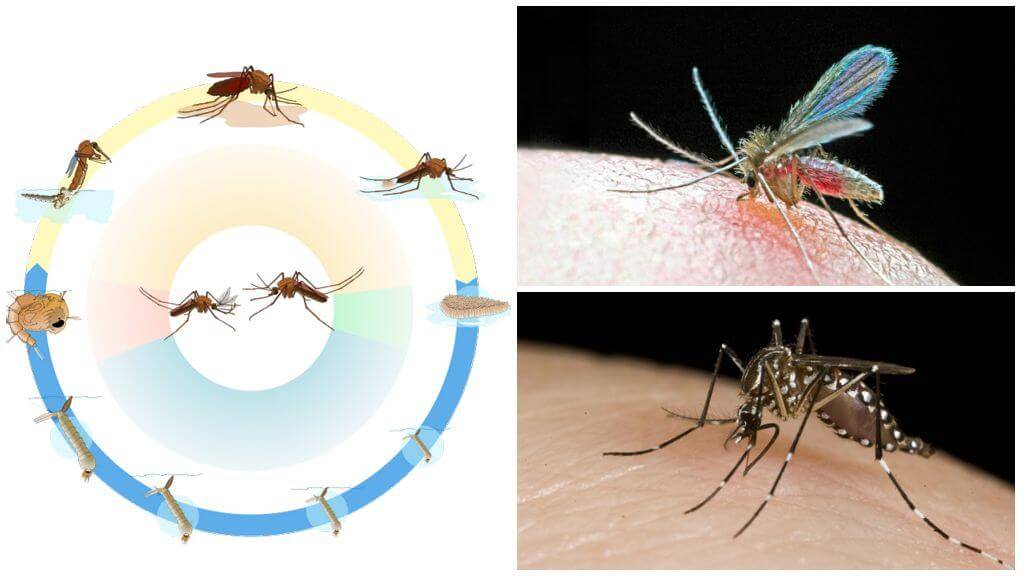Комар: описание, питание, повадки, почему кусаются, размножение, виды, фото и видео  - «как и почему»