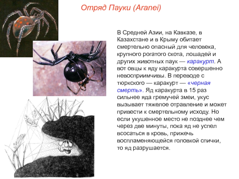 Паук каракурт – опасный паук из рода черных вдов. описание и фото паука каракурта