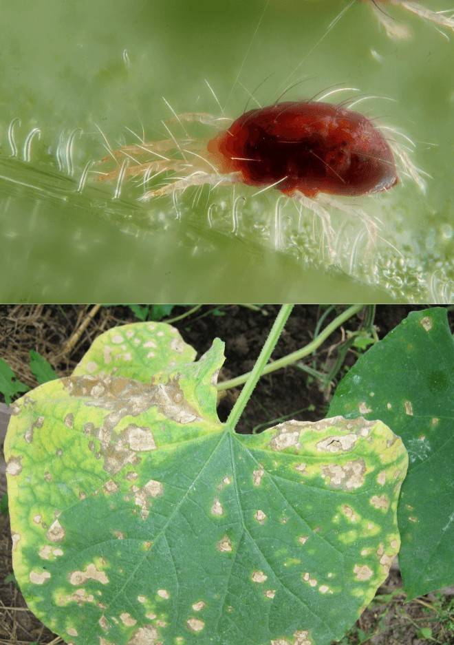 Признаки появления паутинного клеща на баклажанах и способы избавления от паразита