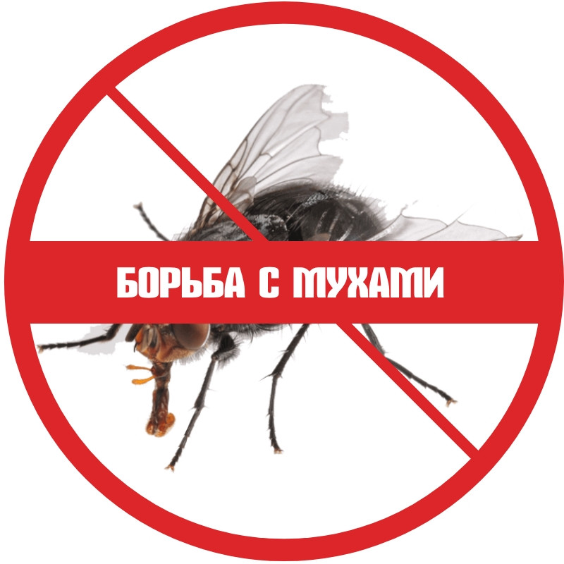 Проблемы с мухами в доме: как избавиться в домашних условиях
