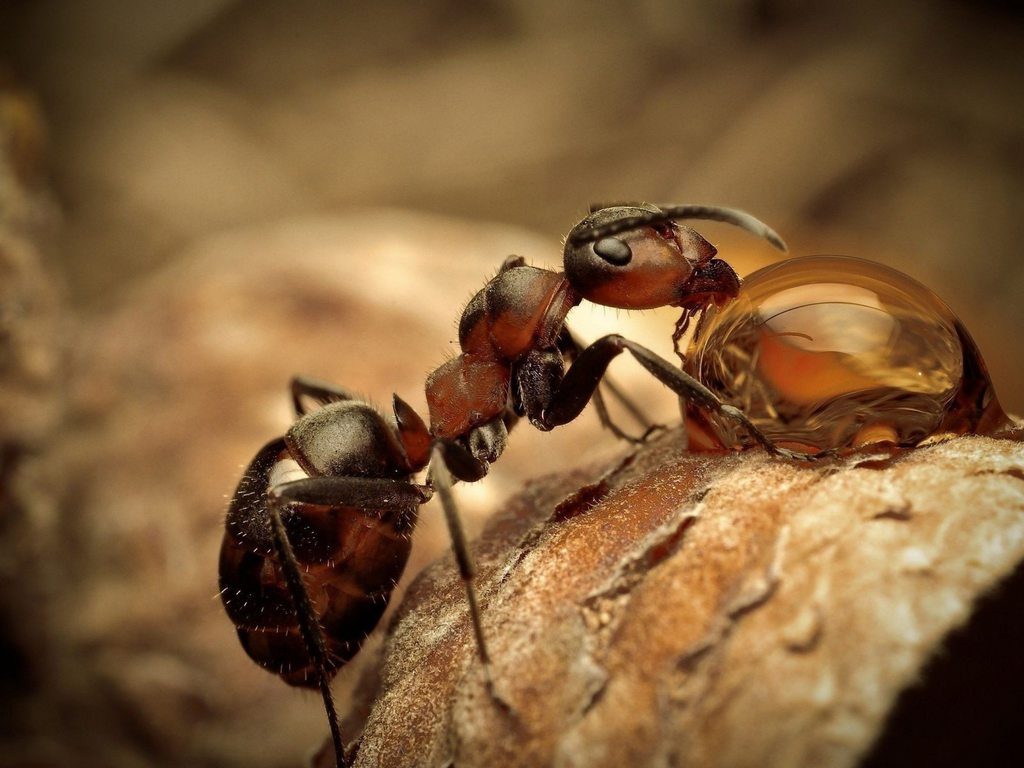 Снятся муравьи к чему - снятся муравьи много в большом количестве
