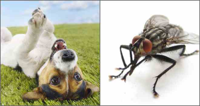 Как помочь собеке, если ее кусают мухи? | кожные заболевания у собак