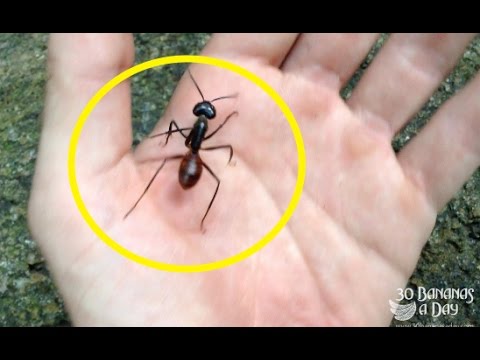 Огненные муравьи: фото кто такие, чем опасны жнецы убийцы, самые в мире