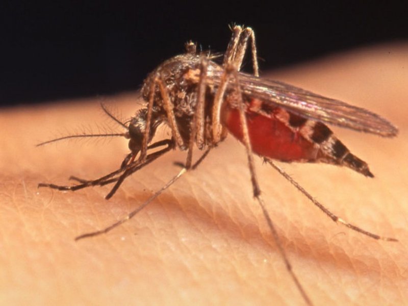 Кого кусают комары чаще всего и как от них защитится? | медицина на "добро есть!"