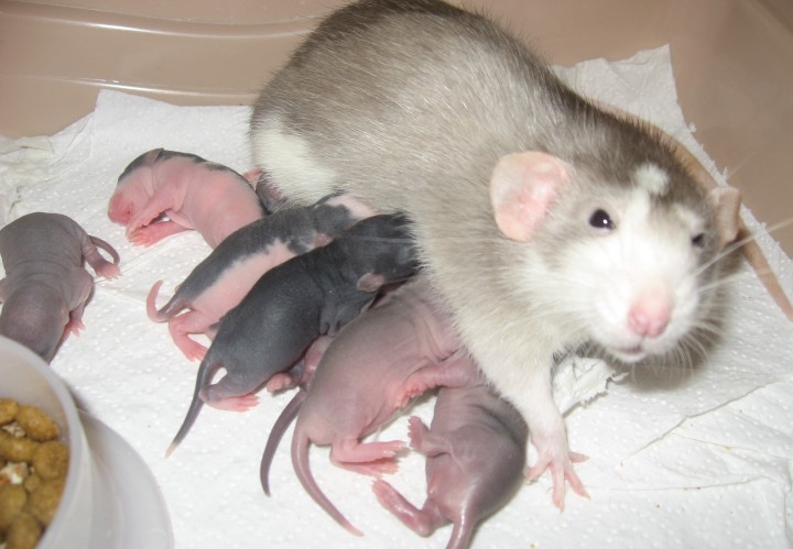 Содержание крысы в домашних условиях: все об уходе за декоративными грызунами