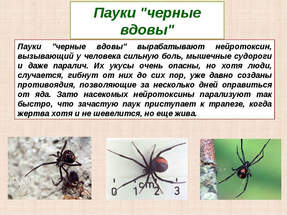 Каракурт паук. описание, особенности и среда обитания каракурта | животный мир