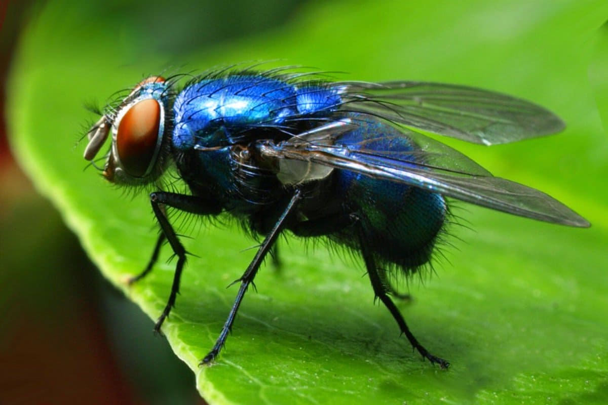 Виды мух с фото и названиями: описание, отличия
