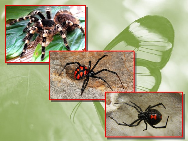 Значение паукообразных в природе и жизни человека