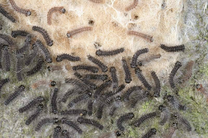Кольчатый шелкопряд: как коричневая бабочка вредит саду и способы борьбы с ней