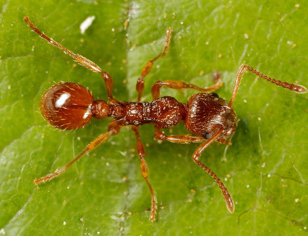 Как избавиться от красных муравьев в квартире