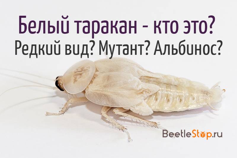 Почему некоторые тараканы белые, откуда они берутся в доме?