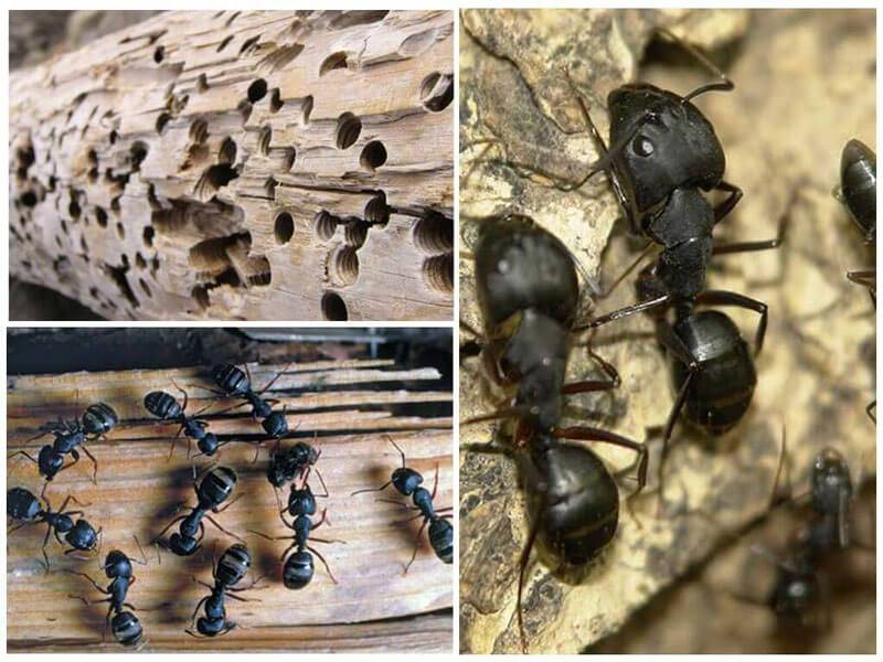 Способы избавления от древесных муравьев в деревянном и каркасном домах