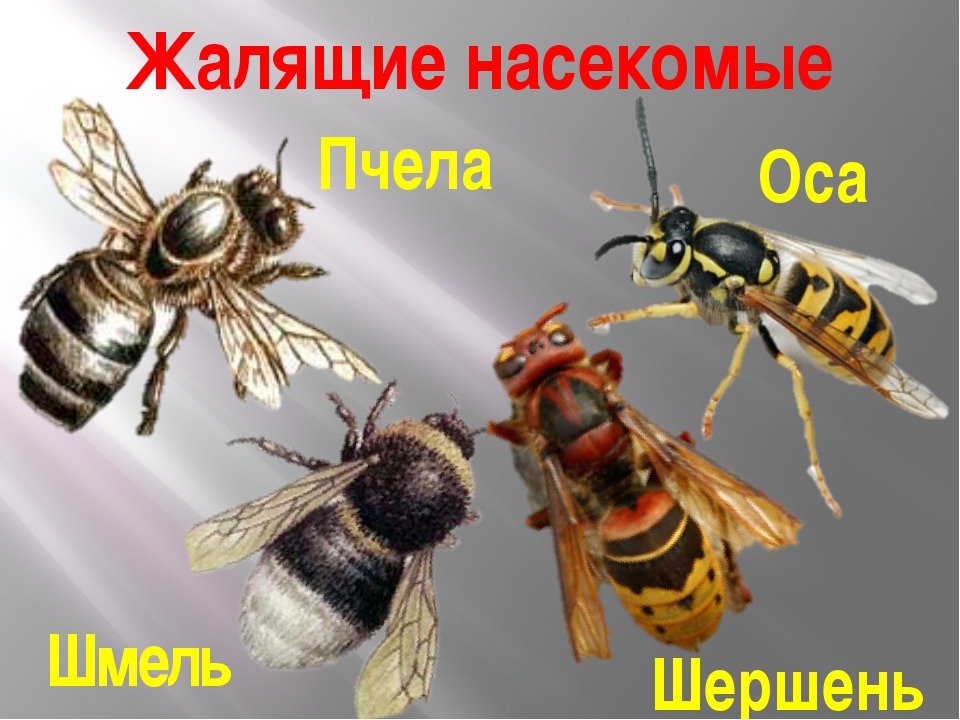 Медоносная пчела и обыкновенная оса