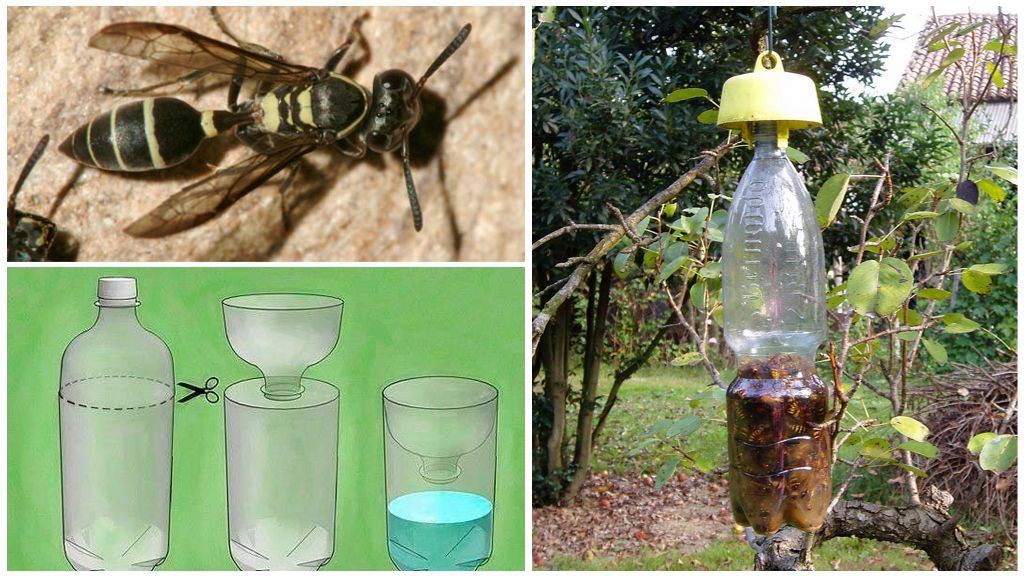 Ловушка для пчел из бутылки – как сделать и чем приманить
