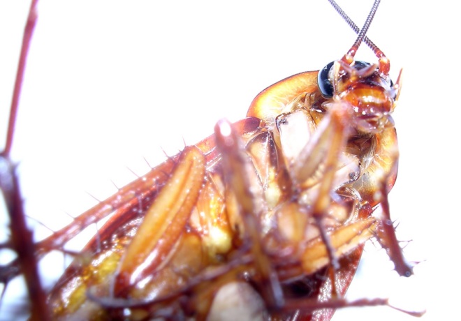 Укусы тараканов: правда или вымысел