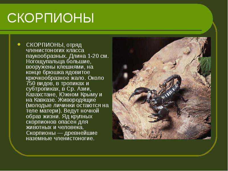 Самые интересные факты о скорпионах ? (+15 фото)