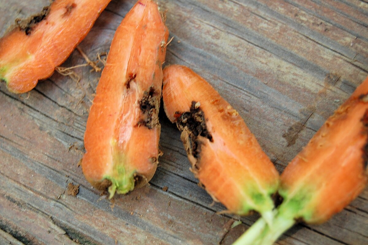 Луковая и морковная муха. Морковная Муха. Морковная Муха повреждения. Вредители корнеплодов моркови.