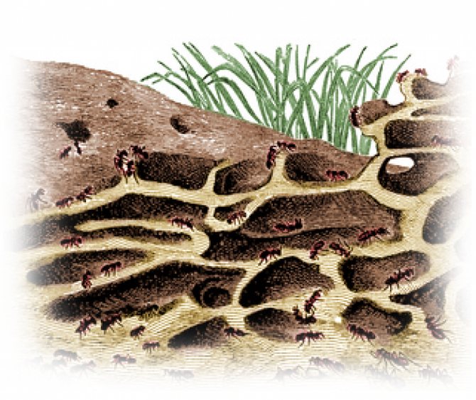 Схема строения тела муравья