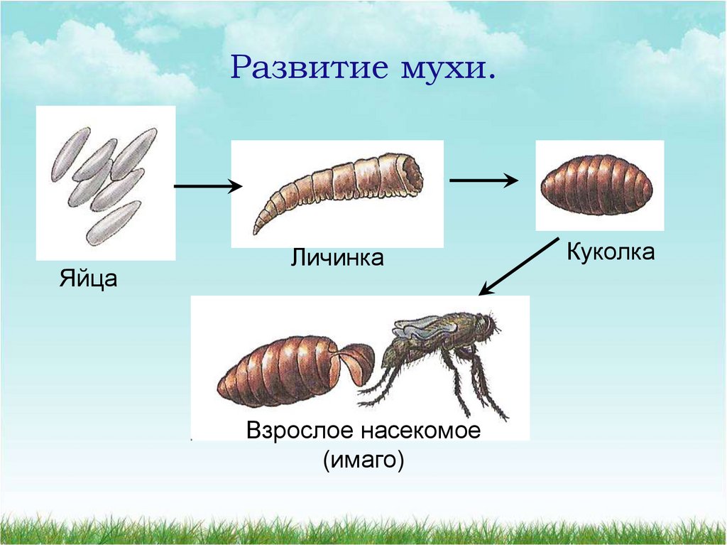 Презентация размножение насекомых