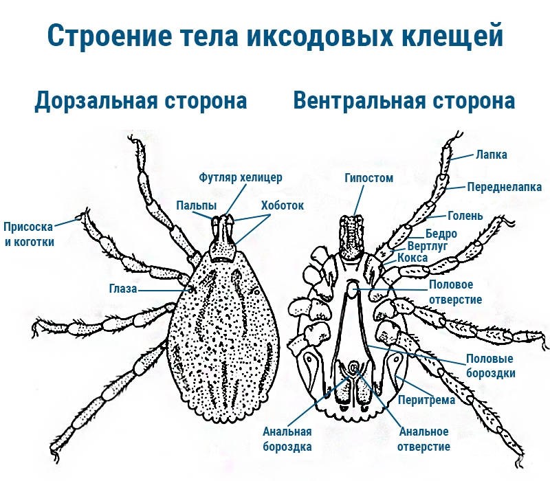 Личинка таежного клеща рисунок с обозначениями