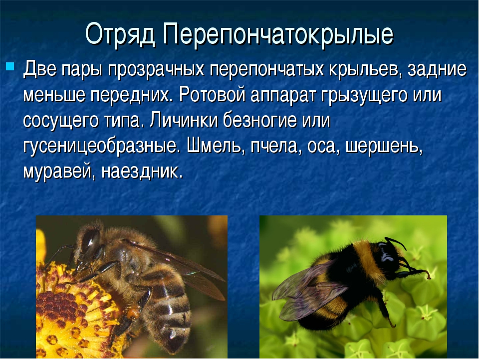 Насекомое оса (120 фото): где обитают, виды, популяция, интересные факты и особенности
