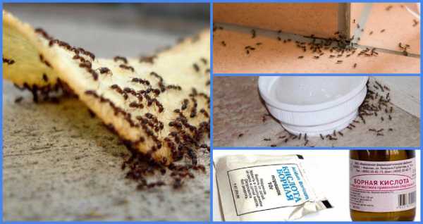 Эффективные средства от муравьёв в доме и квартире: народные, химические, электронные