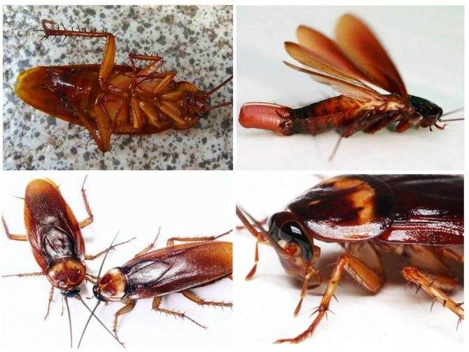 Откуда берутся тараканы в квартире – почему и от чего тараканы появляются в доме?