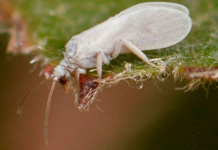 Появление маленьких зеленых мошек в квартире: что это за насекомые и как с ними бороться?