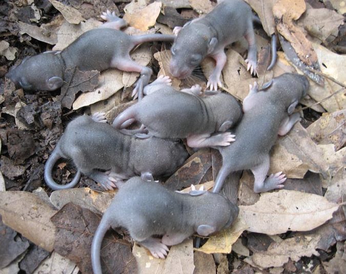 Как приручить мышь: можно ли приучить к рукам обычного полевого грызуна, как научить мышат есть твёрдую пищу, приучение к туалету