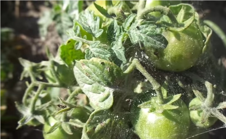 Паутинный клещ на томатах: признаки поражения, фото, способы избавления
