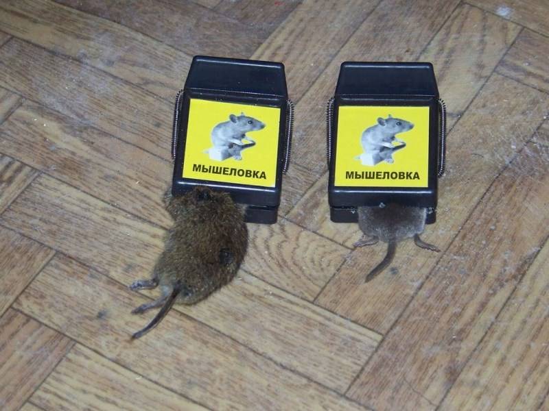 Приманка для мышей, что лучше положить в мышеловку?
