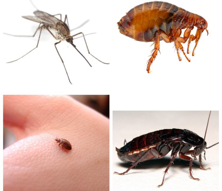 Домашние насекомые в квартире: виды, названия и характеристика паразитов