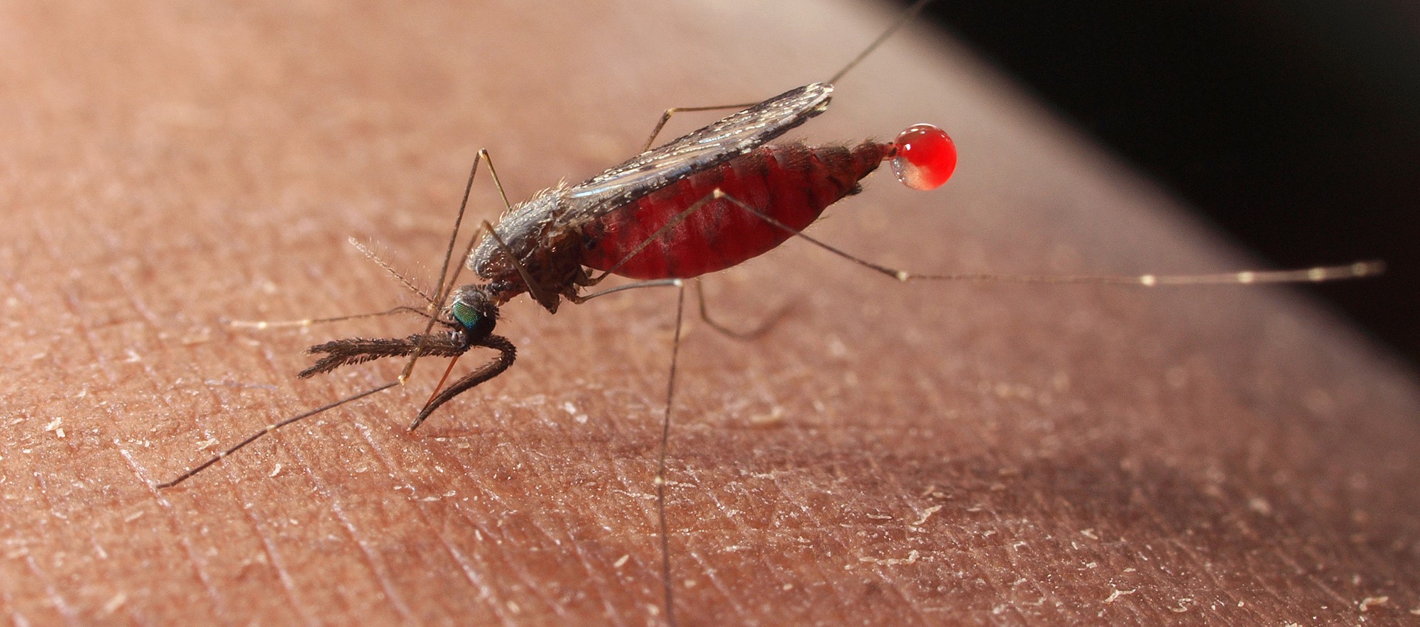 Опасность малярийного комара