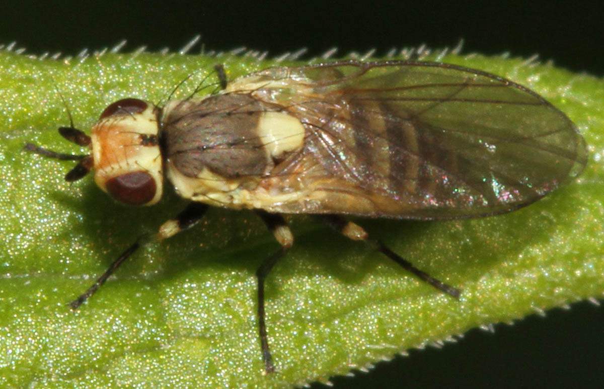3 эффективных способа избавления от мух в квартире: народные, химические